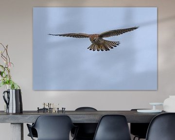 Kestrel / Common kestrel (Falco tinnunculus) by Henk de Boer