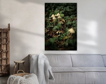 Pilze in Grün | Naturfotografie von Diana van Neck Photography