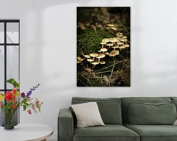 Groepje witte paddenstoelen op het groene mos | Nederland | Natuur- en Landschapsfotografie