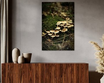 Gruppe von weissen Pilzen auf dem Moos | Naturfotografie