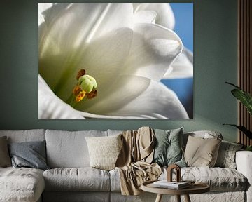 Orchidee Bloem Wit Geel Close-up Macro Fotografie van Art By Dominic