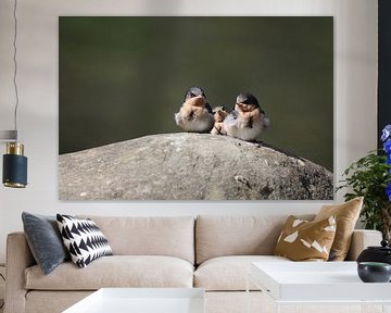 Drie kleine vogels zittend op een rots in Tasmanië, Australië van Lau de Winter