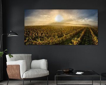 Autumn morning in the vineyard by Stan van den Beld