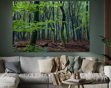 La forêt magique de Speulderbos sur Daniel Van der Brug