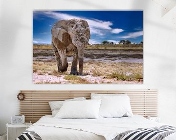 Elephant on tour in Namibia by W. Woyke