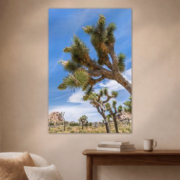 Joshua Tree National Park Impression