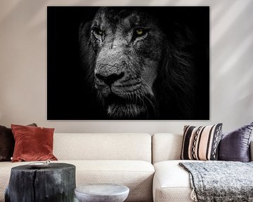 De leeuw en mooi zwart wit tinten van Bert Hooijer
