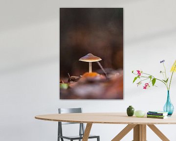Mushroom by Tessa Dommerholt
