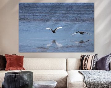 Landing black and white swans with reflection in the sea by Lau de Winter