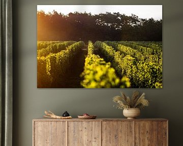 Vineyard at sunrise by Stan van den Beld