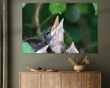 Merel-kuikens in een vogelnestje in Duitsland van Lau de Winter