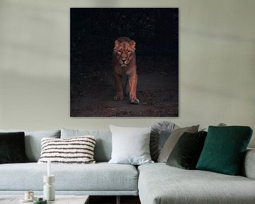 tijger