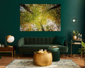 des bourgeons d'arbres en automne et de belles couleurs sur Arno Van Hout