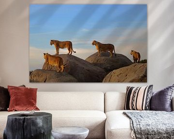 Lions by Sjoerd Reitsma