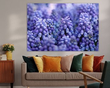 Grape hyacinth by Sigrid Olschinski