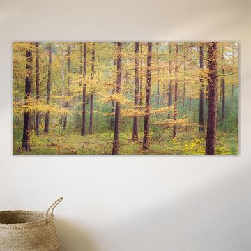 Larch trees in autumn colors } Utrechtse Heuvelrug