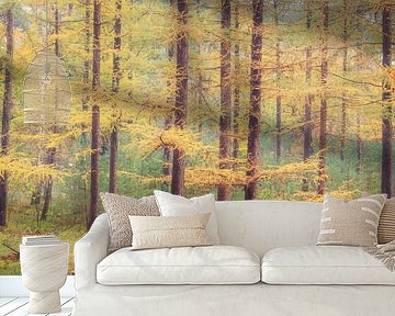 Larch trees in autumn colors } Utrechtse Heuvelrug by Sjaak den Breeje