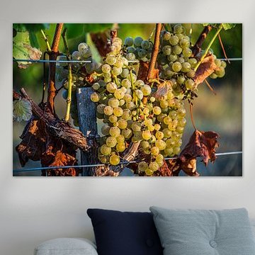 Grapes in the vineyard