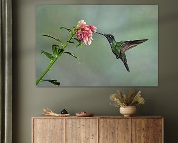 Kolibrie van Natuurels