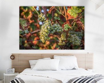 Grapes in the vineyard by Stan van den Beld