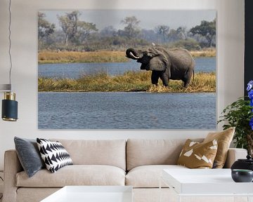 Drinking elephant in the Okavango delta by Simone Meijer