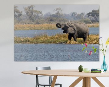 Trinkender Elefant im Okavango-Delta