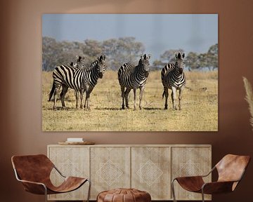 Zebra's in de Okavangodelta van Simone Meijer