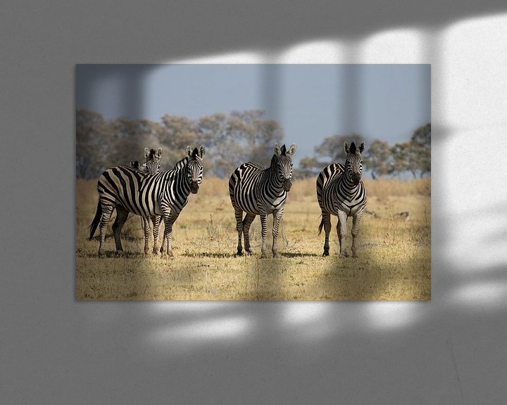 Sfeerimpressie: Zebra's in de Okavangodelta van Simone Meijer