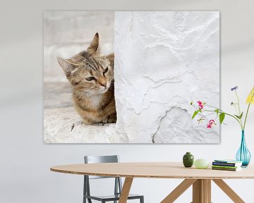 Italiaanse kat op de uitkijk van Gerda Woltinge