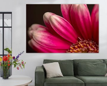 Gerbera pink by picturesbysas