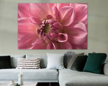 Dahlia pink by picturesbysas