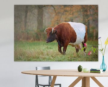 Une vache de couleur rouge sur Sara in t Veld Fotografie
