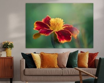 Portrait of a flowering african red yellow flower (tagetes) by KB Design & Photography (Karen Brouwer)