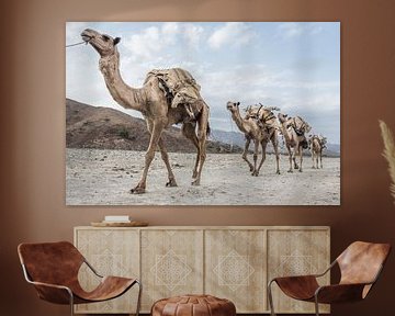 Caravane de chameaux dans le désert d'Ethiopie