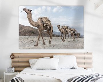 Kamelenkaravaan door de woestijn | Ethiopië