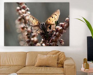 Hallo! Porträt eines Glühwürmchens im Moor von KB Design & Photography (Karen Brouwer)