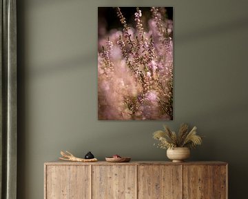 Dreamy pink heather in bloom by KB Design & Photography (Karen Brouwer)