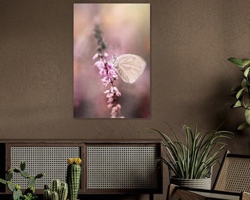Dromig witje (vlinder) op de bloeiende roze heide van KB Design & Photography (Karen Brouwer)