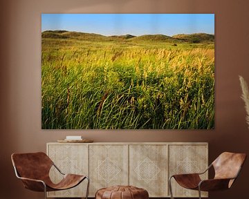 L'herbe fleurie dans la dune.