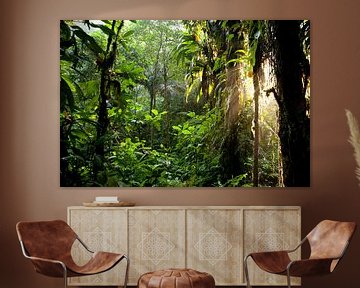 Sunlight in the jungle of Costa Rica by Peter Schickert