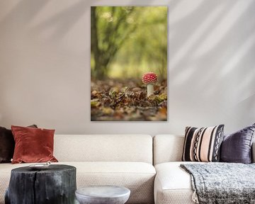 Jeune mouche agaric - champignon rouge à points blancs sur Moetwil en van Dijk - Fotografie