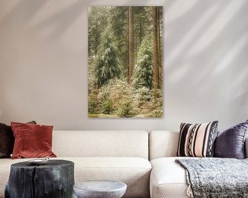 Dennenbomen in het Speulderbos op de Veluwe in de winter van Sjoerd van der Wal Fotografie