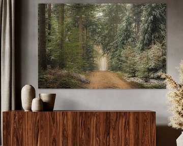 Path through dark pine trees in the Speulderbos forest in winter by Sjoerd van der Wal Photography