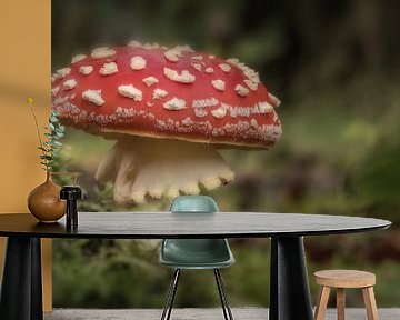Vliegenzwam van Moetwil en van Dijk - Fotografie