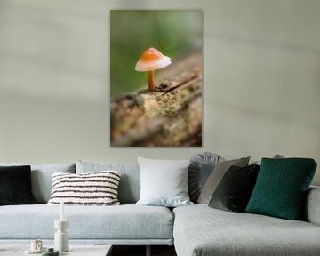 Champignon sur un tronc d'arbre sur Moetwil en van Dijk - Fotografie