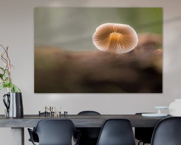 Porcelain mushroom (mushroom) by Moetwil en van Dijk - Fotografie