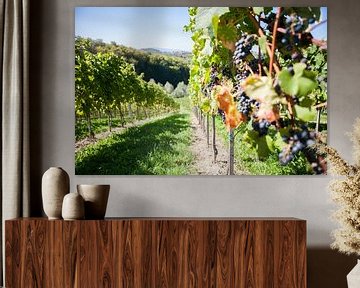 Vineyard by Mark Koghee