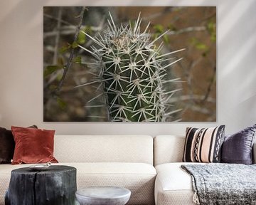 Cactus van Johnno de Jong