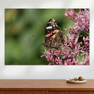 A Dutch butterfly in Avifauna