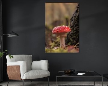 Agaric moucheté sur Moetwil en van Dijk - Fotografie